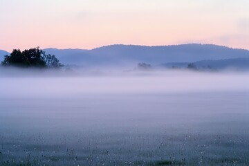 Fototapeta premium Spring Fog on a Meadow A misty meadow at dawn, with soft light illuminating dewdrops on the grass