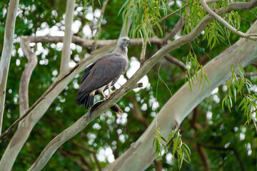Grey-headed fish eagle