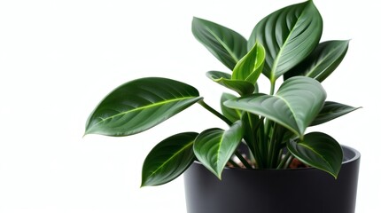 Green Plant in Black Pot
