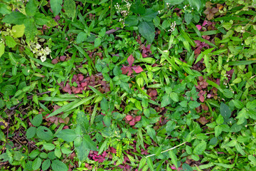 Red and Green Leaves - Lush Wild Grass Plant with Dense Foliage