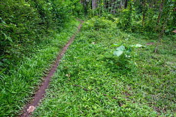 Forest Pathway Surrounded by Lush Greenery – Natural Outdoor Scenery