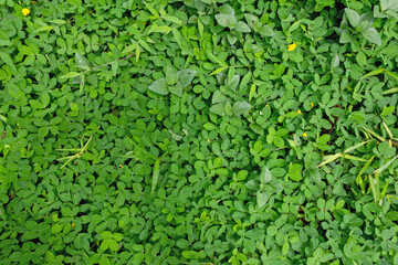 Green Leaves Background - Arachis Duranensis - Wild Plant Ancestor of Cultivated Peanuts