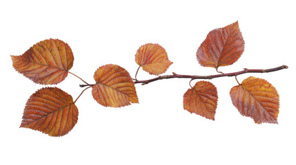 Obraz premium Aesthetic Branch with Orange Brown Leaves Capturing the Essence of Autumn in Nature's Vibrant Colors, Perfect for Seasonal and Botanical Themes