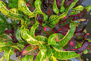 Codiaeum Variegatum (Croton) - Tropical Indonesian Plant with Broad, Wavy, and Colorful Leaves © ZackZephyr