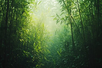 Obraz premium A dense bamboo forest with sunlight streaming through the tall, green stalks