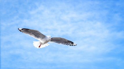 seagull in the sky