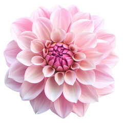 Fototapeta premium Isolated Charming Pink Dahlia Flower with Detailed Petals