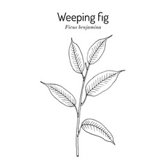 Weeping or benjamin fig (Ficus benjamina), ornamental plant. Hand drawn vector illustration
