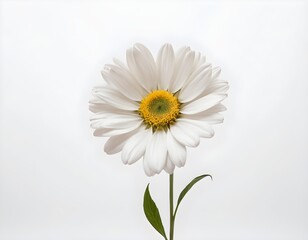 beautiful flowers on white background.