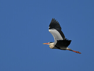 アオサギ gray heron