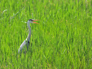 アオサギ gray heron