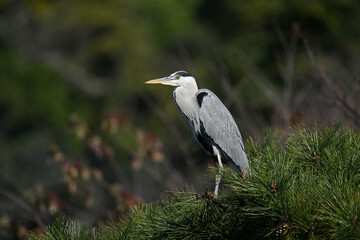 アオサギ gray heron