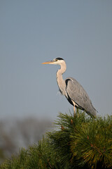 アオサギ gray heron