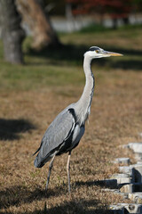 アオサギ gray heron