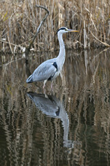 アオサギ gray heron