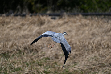 アオサギ gray heron