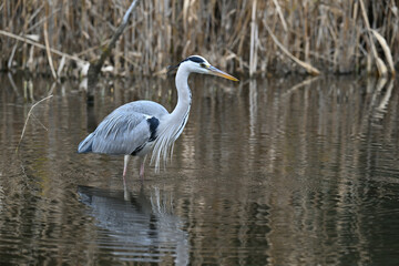 アオサギ gray heron