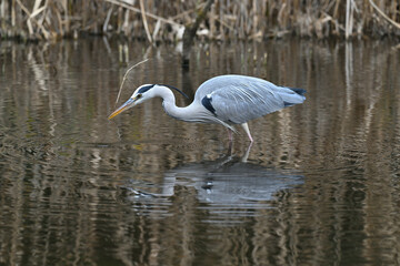 アオサギ gray heron