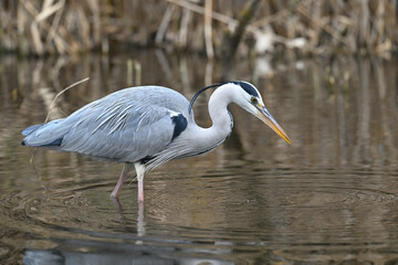 アオサギ gray heron