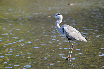 アオサギ gray heron
