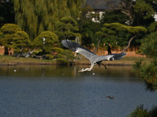 アオサギ gray heron