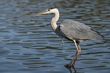 アオサギ gray heron