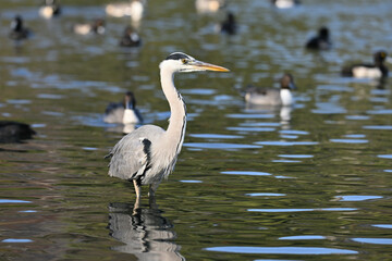 アオサギ gray heron