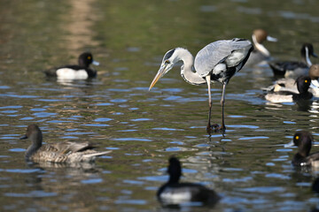 アオサギ gray heron