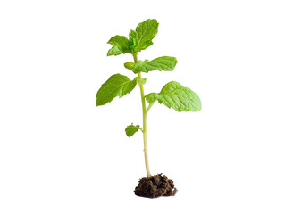 Isolated Fresh Mint Plant Sapling with Soil