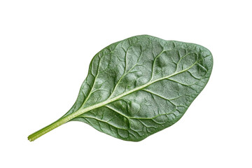 Fototapeta premium Isolated Single Spinach Leaf with Veins Detail