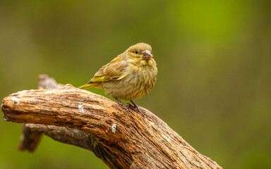 Greenfinch (Chloris chloris); female perched on trunk of dead tree, central Finland.
