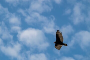 A majestic Turkey vulture bird soaring in a clear blue sky with scattered clouds.