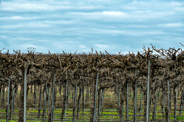 Picturesque Vineyard in Toledo Province, Castilla-La Mancha, Spain