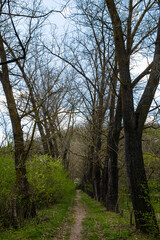 Scenic pathway through bare trees and fresh greenery in Ternopil oblast Ukraine during springtime