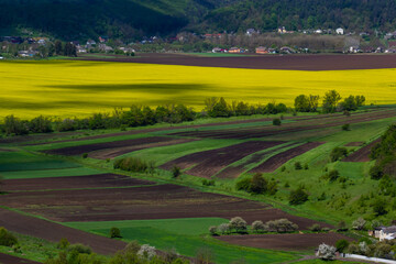 Vibrant landscape of rolling fields with bright yellow flowers and dark soil in a rural area during springtime