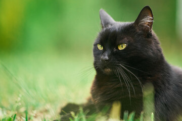 Black cat lounging in yard with bright green grass