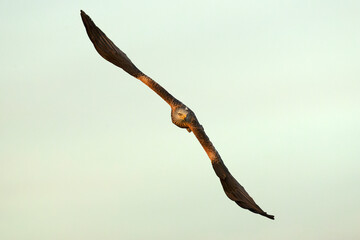Red kite in flight at the first light of a cold January day in a Mediterranean meadow