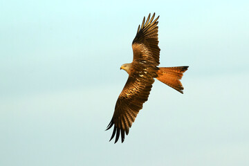 Red Kite flying in a Mediterranean pasture of grass, ash trees, oaks and pines with the last light of a winter day