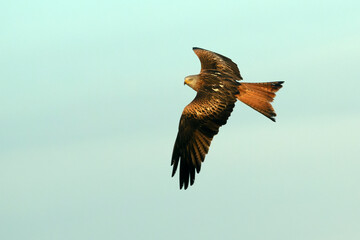 Red Kite flying in a Mediterranean pasture of grass, ash trees, oaks and pines with the last light...