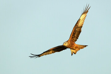 Red Kite flying in a Mediterranean pasture of grass, ash trees, oaks and pines with the last light of a winter day