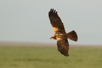 Western marsh harrier flying in a Mediterranean meadow of grass, ash trees, oaks and pines with the last light of a winter day