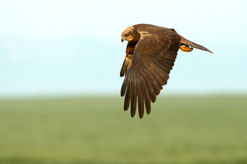 Western marsh harrier flying in a Mediterranean meadow of grass, ash trees, oaks and pines with the last light of a winter day