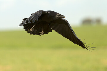 Common raven flying in a Mediterranean meadow with the last light of a winter day