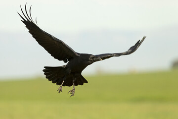 Common raven flying in a Mediterranean meadow with the last light of a winter day