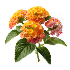  lantana flower isolated on Transparent Background.