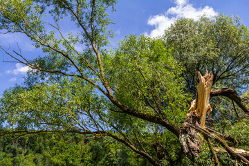 Broken tree branch in a sunny park with vibrant green leaves and clear blue sky