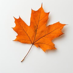 Vibrant Orange Maple Leaf on White Background: Autumnal Nature Photography