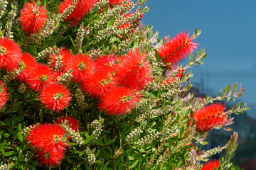 Callistemon rigidus blossoms with red bottlebrush flowers branch on beautiful green bokeh background. Callistemon bush on Sochi Sirius street. Selective focus close-up. Nature concept