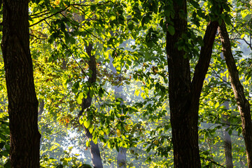 Sunlight filters through dense foliage in a serene forest setting, creating a vibrant atmosphere...