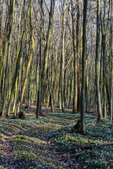 Obraz premium Springtime in a serene forest with blooming flowers and tall trees in the early morning light